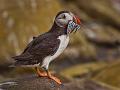 662 - PUFFIN WITH SANDEELS - RADDEN PAUL - united kingdom